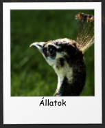 llatok